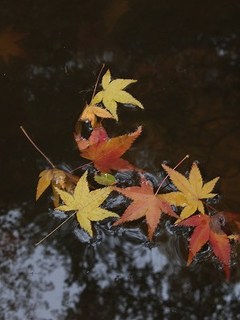 2012-11-14_9829.jpg