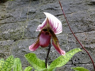 DSCF0052.jpg