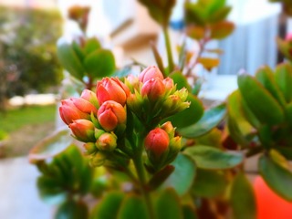 DSCF0125.jpg