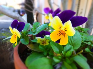 DSCF0131.jpg