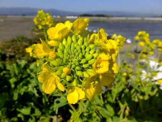 DSCF2486.jpg