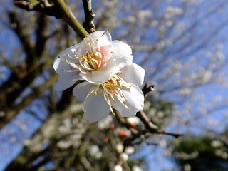 DSCF2509.jpg