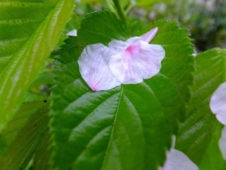 DSCF3738.jpg