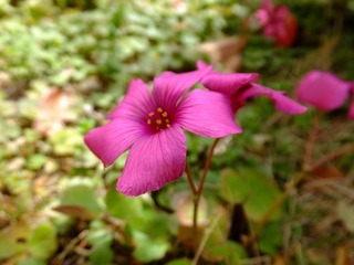 DSCF3746.jpg