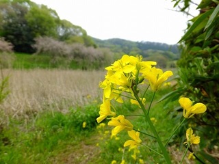 DSCF3776.jpg